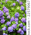 Blue hydrangea 22579067