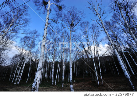 White birch forest 22579077