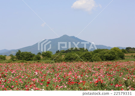 罌粟花和筑波山 罌粟花和筑波山 22579331