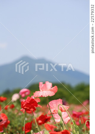 罌粟花和筑波山 22579332