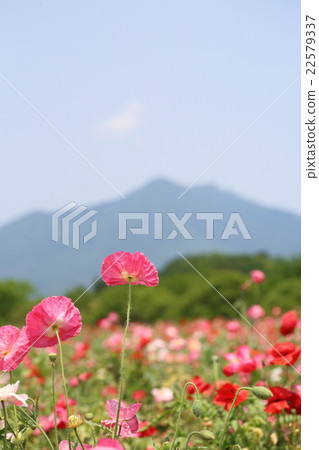 Poppies and Mt. Tsukuba Poppies and Mt. Tsukuba 22579337