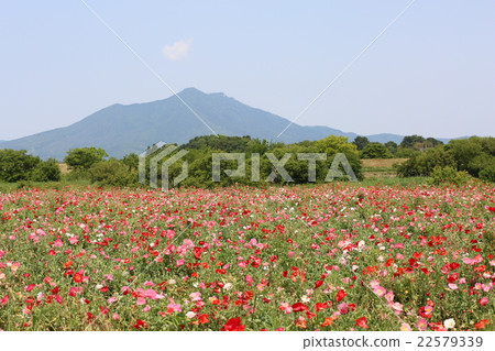 罌粟花和筑波山 22579339