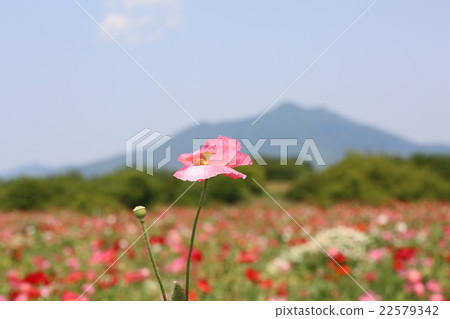 罌粟花和筑波山 22579342