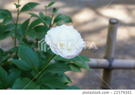 White flowers of peony medicine 22579381