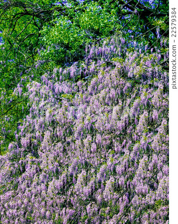 Wisteria like waterfall 22579384