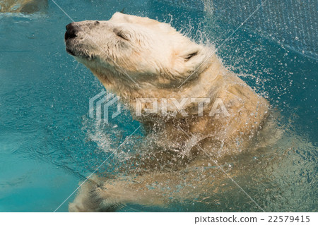 Polar bears Polar bears 22579415