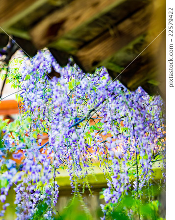 A house that was made into a wisteria tree A house that was made into a wisteria tree 22579422