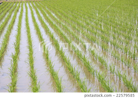 Paddy field 22579585