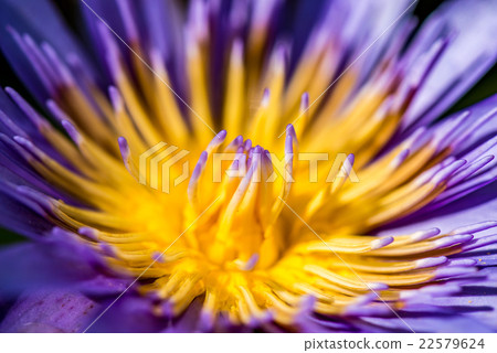 Purple Lotus Flower Close Up Purple Lotus Flower Close Up 22579624