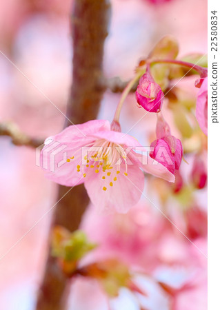 Kawazu Sakura (Kamitski) 22580834