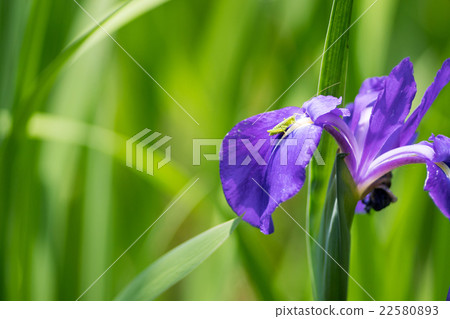 Natural monument of Oota shrine of fresh green · Kakitorhata community (scenery of Kyoto) 22580893