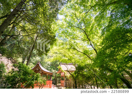 新綠的Kamigamo神社（京都的風景） 22580899