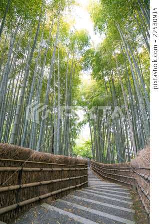 Fresh green bamboo groves of Kannon Buddha temple (Kyoto landscape) 22580915