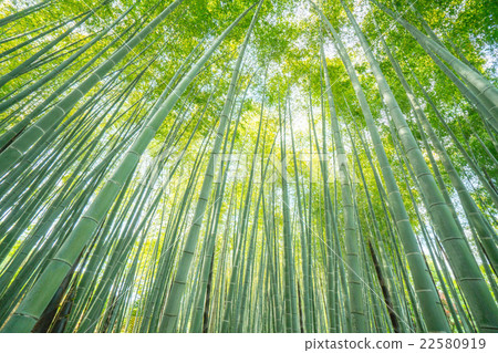 Kannon佛寺（京都景觀）的新鮮綠色竹林 22580919