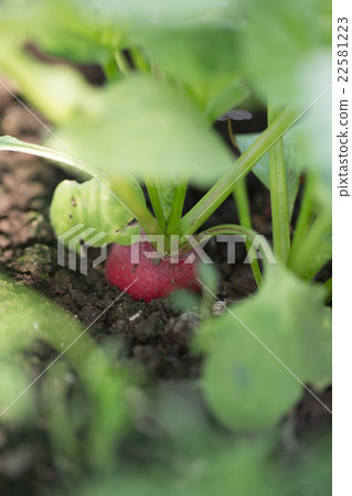 Red radish in the ground Red radish in the ground 22581223