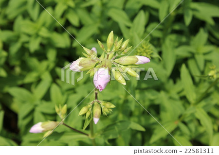 Thorpeat Thorpeat 22581311