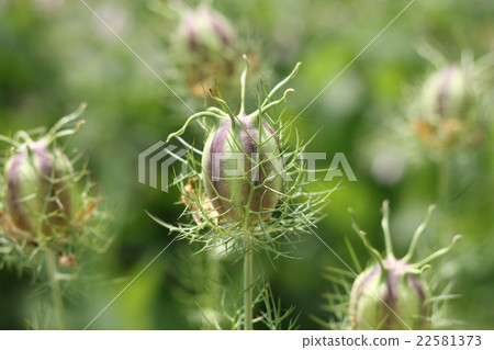 Nigella 22581373