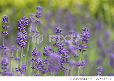 隱藏大衣薰衣草 隱藏大衣薰衣草 22581385