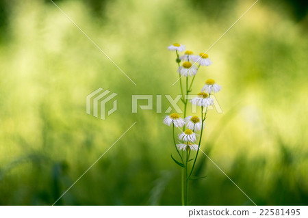 Haruzion blooming in weeds of Nagai Botanical Garden (Osaka's landscape) 22581495