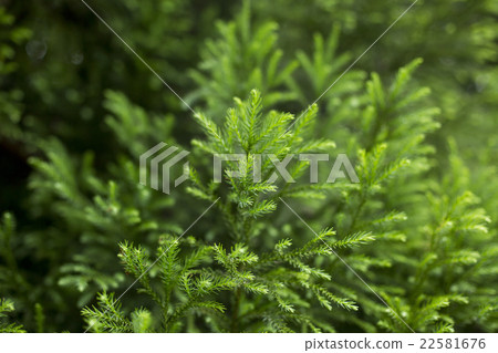 雪松葉子新綠色 22581676