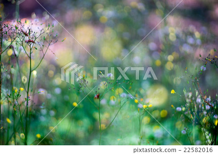 Weed 22582016