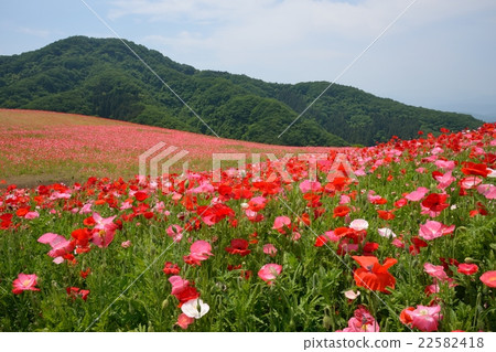 秩父高原牧場Chirley Poppy 22582418