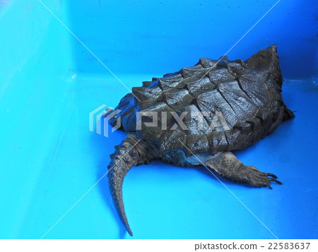 Alligator turtle 22583637