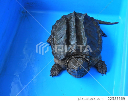 鱷魚龜 鱷魚龜 22583669