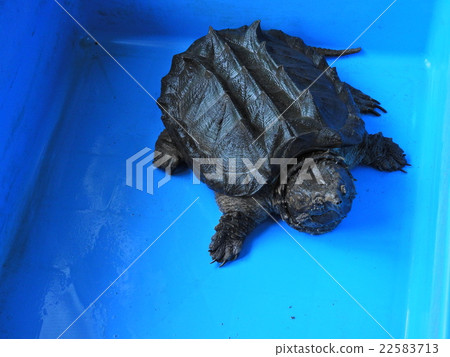 Alligator turtle 22583713