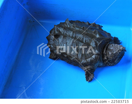 鱷魚龜 鱷魚龜 22583715