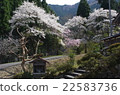 Cherry blossoms in the mountains 22583736