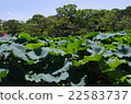 Summer Pond 22583737
