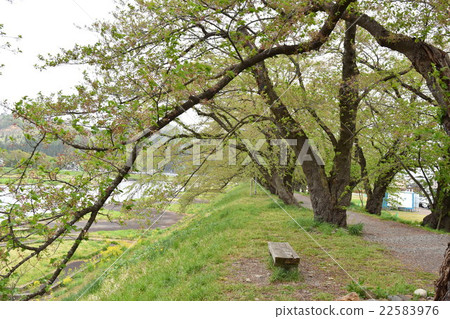 Leaf cherry tree of Yoshino cherry tree at Uchikawa river of Kakunodate 22583976