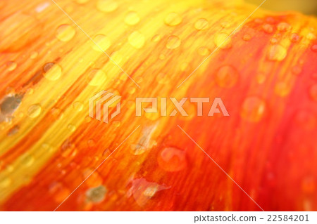 Up of a petal of a tulip with a drop Up of a petal of a tulip with a drop 22584201