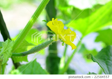 Small cucumbers and female flowers 22584557