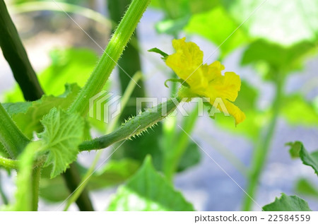 Small cucumbers and female flowers 22584559