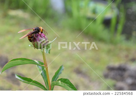 Peony and hornet Peony and hornet 22584568