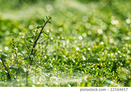 蜘蛛線程 22584657