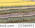 Drying after rice harvesting in rice field 22584955