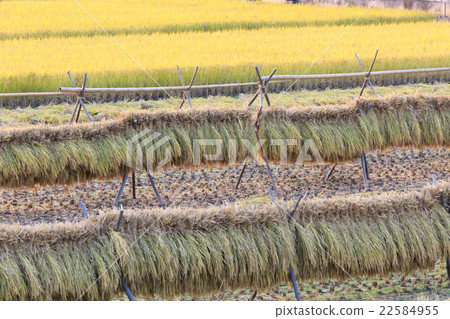 Drying after rice harvesting in rice field Drying after rice harvesting in rice field 22584955