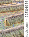 Drying in rice field after harvesting 22584956