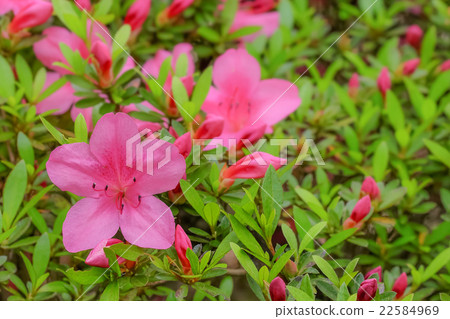 Azalea's flower Azalea's flower 22584969