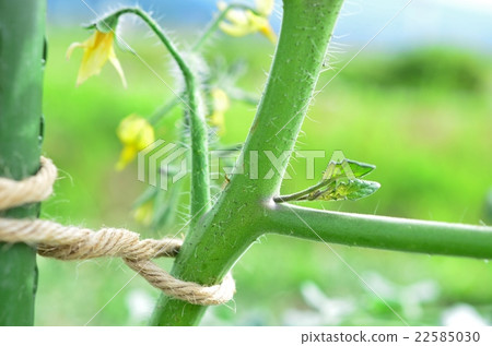 迷你番茄芽 迷你番茄芽 22585030