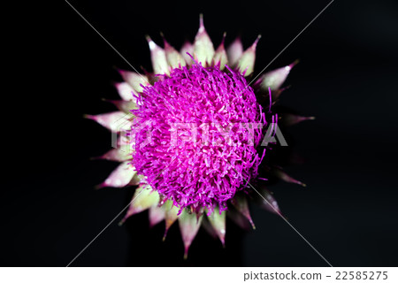 Purple thistle bud detailed closeup 22585275
