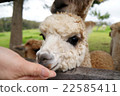Alpaca feeding Australia Alpaca feeding Australia 22585411