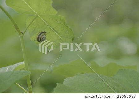 休息在樹蔭下的蝸牛 休息在樹蔭下的蝸牛 22585688