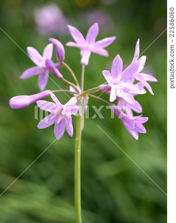 Tsurubakia（Ruri兩個字） 22586060