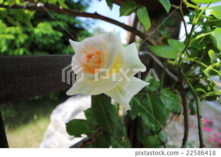 松川玫瑰 - 松川玫瑰（永遠的朋友） 22586418