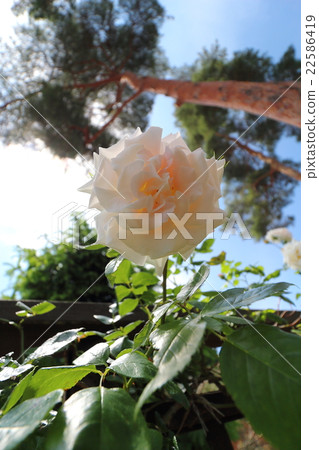 松川玫瑰 - 松川玫瑰(永遠的朋友) 松川玫瑰 - 松川玫瑰(永遠的朋友) 22586419