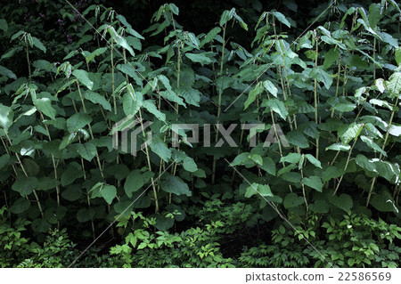 日本虎杖 日本虎杖 22586569